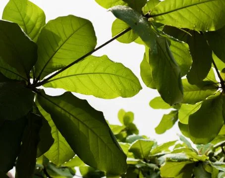 RAINDROPS ON LEAVES UNDER SUNLIGHT Stock Photos