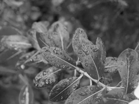 RAINDROPS ON LEAVES UNDER SUNLIGHT Stock Photos