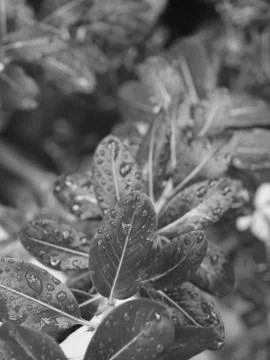 RAINDROPS ON LEAVES UNDER SUNLIGHT Stock Photos