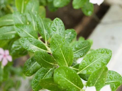 RAINDROPS ON LEAVES UNDER SUNLIGHT Stock Photos