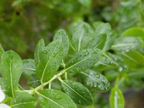 RAINDROPS ON LEAVES UNDER SUNLIGHT Foto stock
