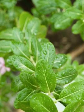 RAINDROPS ON LEAVES UNDER SUNLIGHT Stock Photos