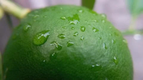 Raindrops on lemon fruit. Foto stock