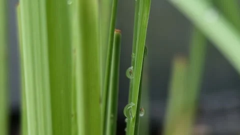 Raindrops on lemongrass trees Stock Footage 315210253