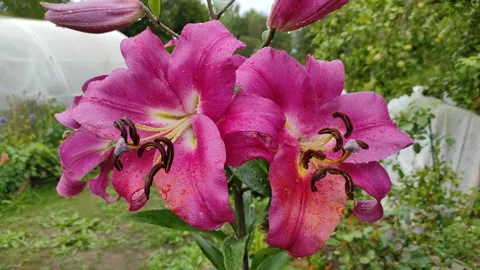 Raindrops on lily flowers Stock Footage 341633142