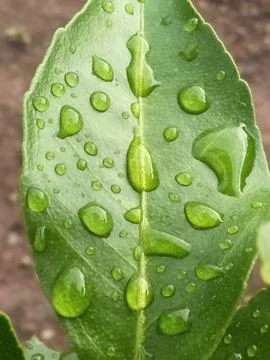 Raindrops on lime leaves Stock Photos