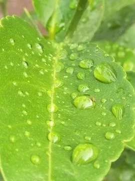 Raindrops on lime leaves_02 Stock Photos