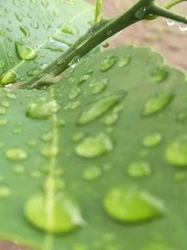 Raindrops on lime leaves_03 Stock Photos