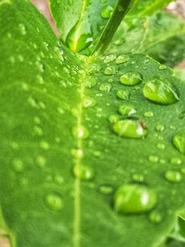 Raindrops on lime leaves_05 Stock Photos