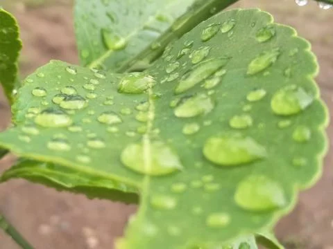 Raindrops on lime leaves_06 Stock Photos