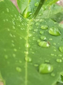 Raindrops on lime leaves_08 Stock Photos