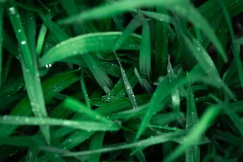 Raindrops on long grass Foto stock
