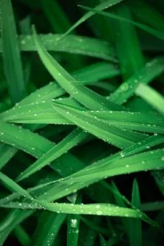 Raindrops on long grass Stock Photos
