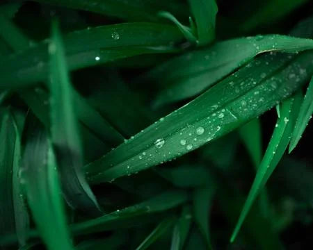 Raindrops on long grass Stock Photos