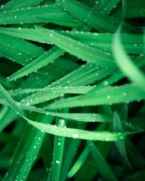 Raindrops on long grass Stock Photos