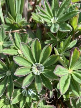 Raindrops on Lupines Stock Photos
