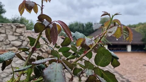 Raindrops on Lush Leaves at a Rustic Moldovan Retreat Stock Footage 310244193