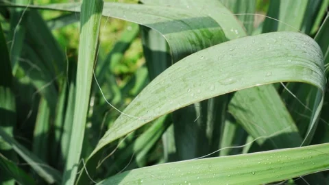 Raindrops lying on green leaves. Stock Footage 153025852