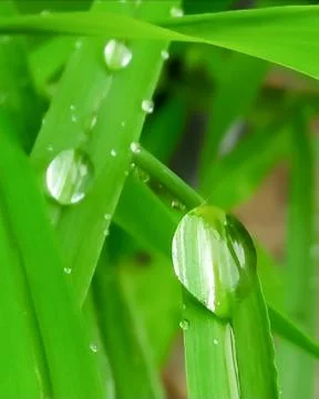Raindrops macrophotography Stock Photos
