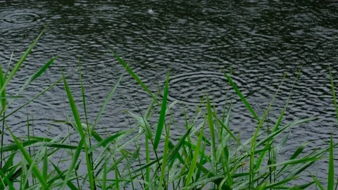 Raindrops making circles in the water Stock Footage 138885463