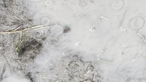 Raindrops Making Ripples in Muddy Puddle Видео 344779340