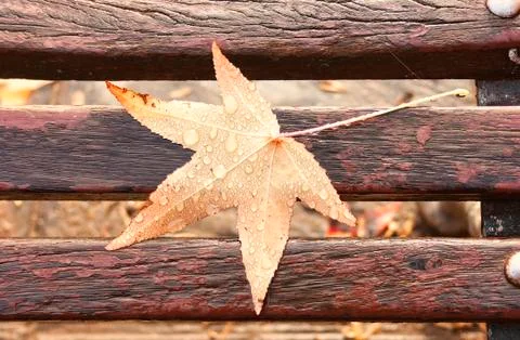 Raindrops on a maple leaf on the back of a wooden bench. Stock Photos
