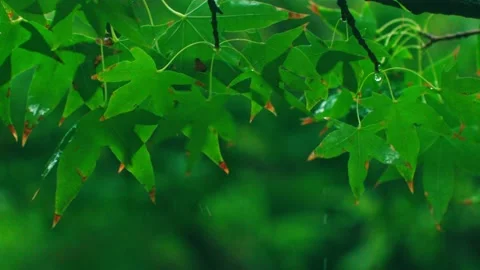 Raindrops on maple leaves Stock Footage 233784130