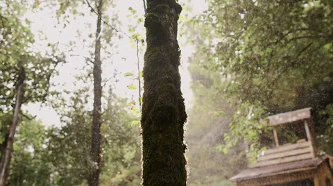 Raindrops mixed with soft light of the sun Stock Footage 67480408