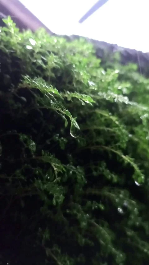 Raindrops on Moss Stock Footage 293118393