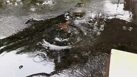 Raindrops on the mossy floor Stock Footage 219441861