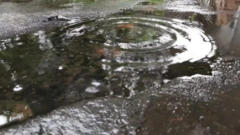 Raindrops on the mossy floor Stock Footage 219441894