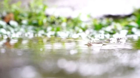 Raindrops. Natural background Stock Footage 75952238