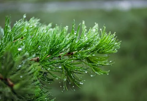Raindrops on the needles of a young pine branch Foto stock