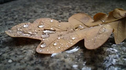 Raindrops on an oak leaf on a marble 库存照片