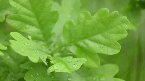 Raindrops on oak leaves. 스톡 동영상 155366580