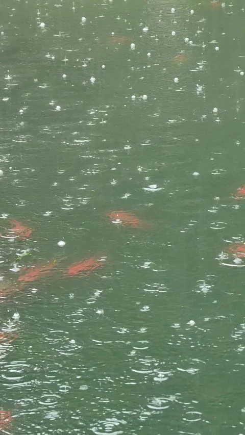 Raindrops on orange koi carp pond surface with bubbles and ripples 库存影片 248374655