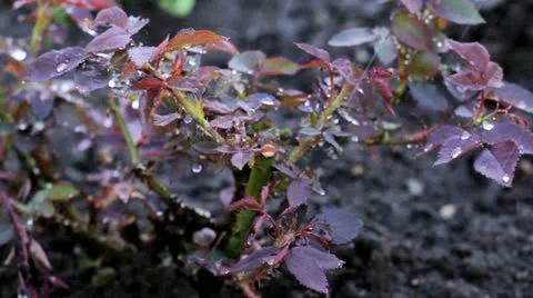 Raindrops Over The Rose Bush Stock Footage 11817242