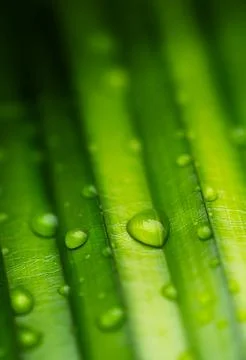 Raindrops on palm leaf close-up. Nature background Stock Photos