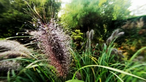 Raindrops on panicles  Video stock 119304014