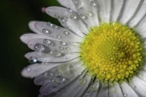 Raindrops on the petals of a daisy Stock Photos