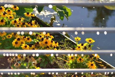 Raindrops Stock Photos