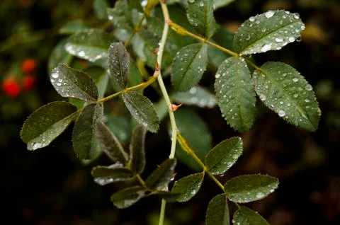 Raindrops Stock Photos