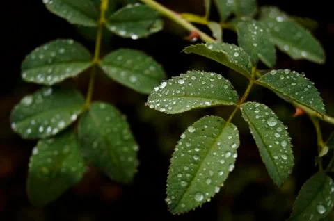 Raindrops Stock Photos
