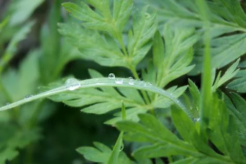 Raindrops Stock Photos
