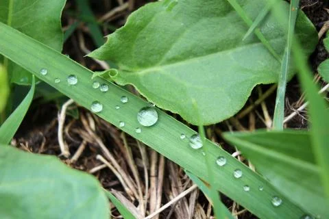Raindrops Stock Photos