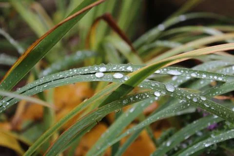 Raindrops Stock Photos