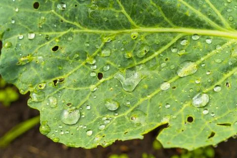 Raindrops Stock Photos