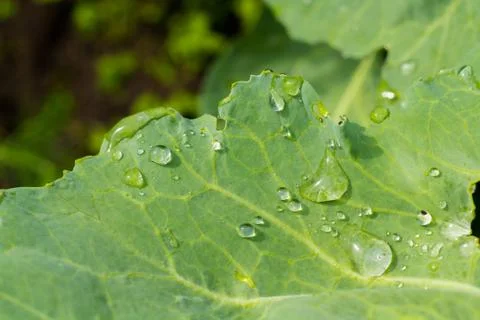 Raindrops Stock Photos