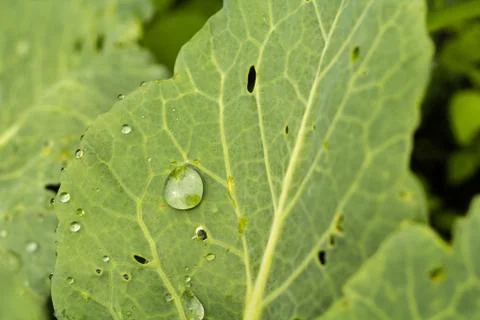 Raindrops Foto stock