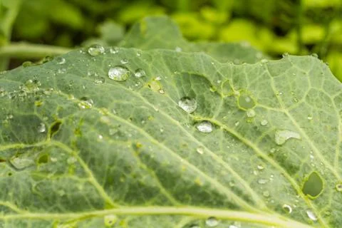 Raindrops Stock Photos